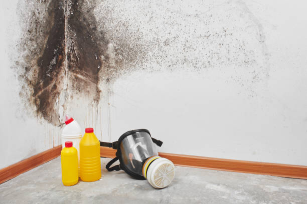 Best Professional Mold Removal  in Garden City, KS