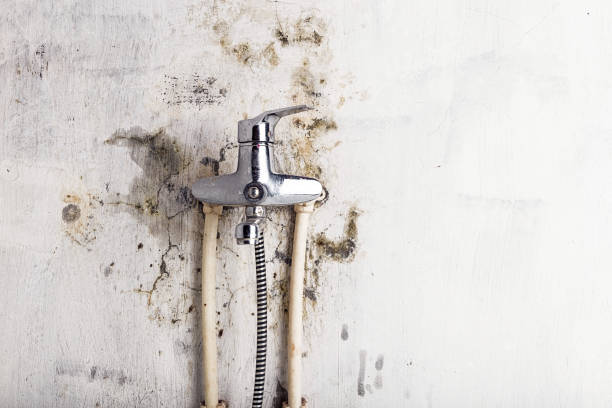 Best Same-Day Mold Removal  in Garden City, KS