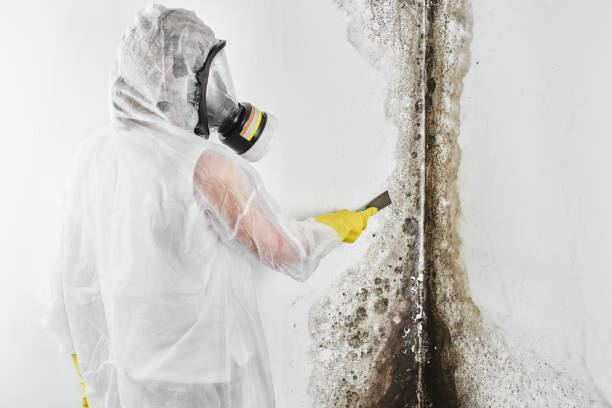 Best Commercial Mold Removal  in Garden City, KS