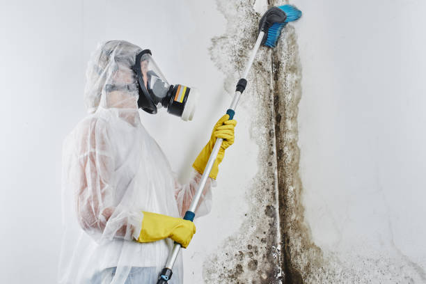 Best Affordable Mold Removal  in Garden City, KS