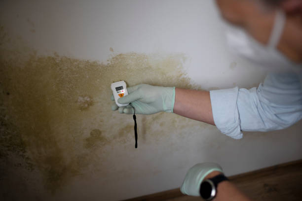 Best Mold Cleaning Services  in Garden City, KS