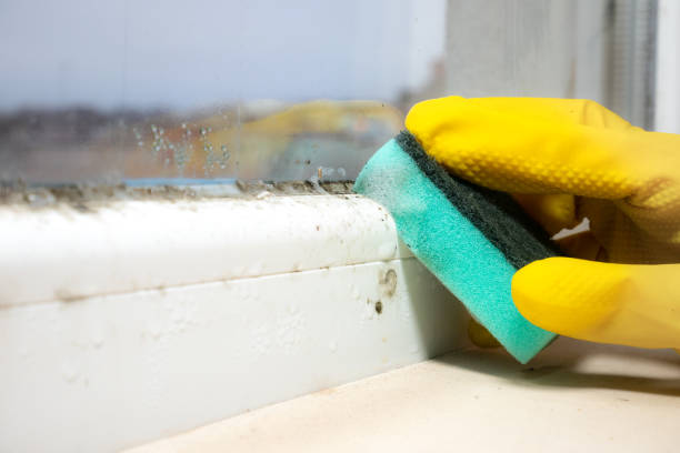 Best Toxic Mold Removal  in Garden City, KS