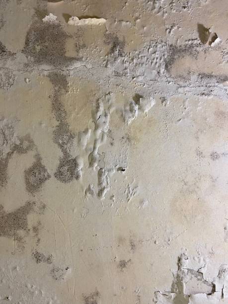 Best Mold Remediation  in Garden City, KS