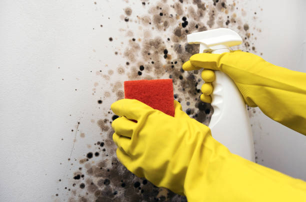 Best Fast Mold Removal  in Garden City, KS