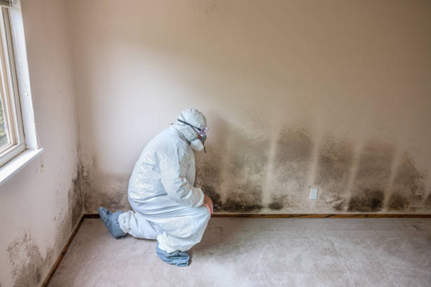 Mold Testing and Removal in Garden City, KS
