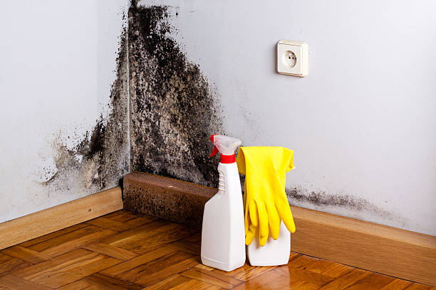 Trusted Garden City, KS Mold Removal Experts