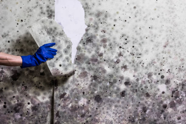 Best Local Mold Removal Service  in Garden City, KS