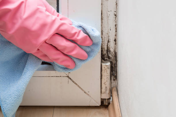 Office Mold Removal Services in Garden City, KS