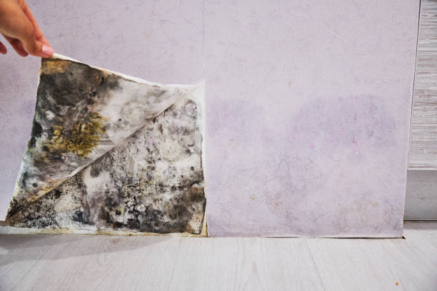 Best Attic Mold Removal  in Garden City, KS